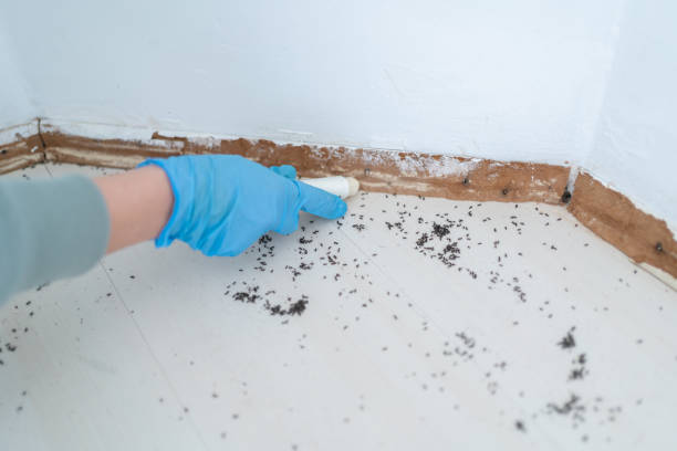Best Cockroach Control Services  in Central Islip, NY